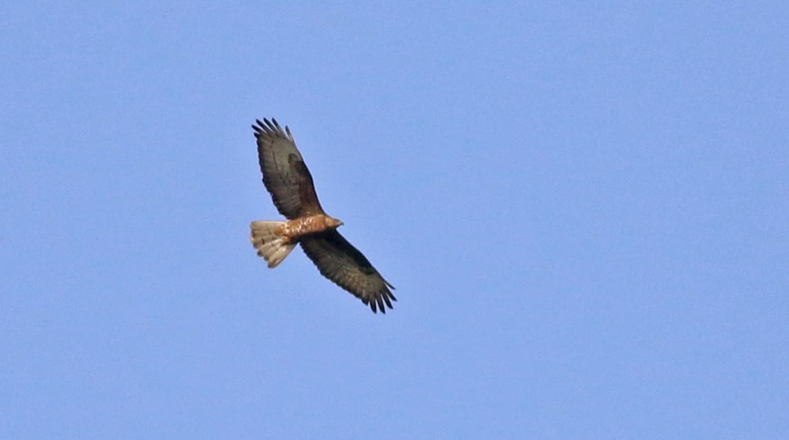 European Honey-buzzard